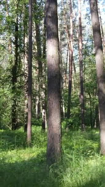 Vídeo vertical de uma floresta verde de verão com árvores durante o dia, câmera lenta — Vídeo de Stock