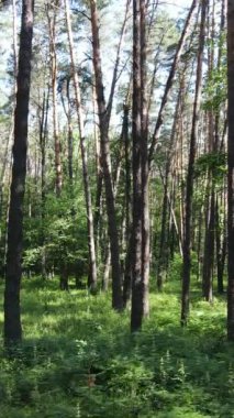 Gündüz vakti ağaçlı yeşil bir ormanın dikey videosu, yavaş çekim