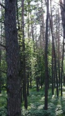 Gündüz vakti ağaçlı yeşil bir ormanın dikey videosu, yavaş çekim