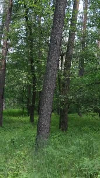 Вертикальне відео літнього зеленого лісу з деревами протягом дня, повільний рух — стокове відео