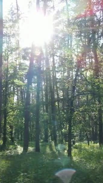 Vídeo vertical de uma floresta verde de verão com árvores durante o dia, câmera lenta — Vídeo de Stock