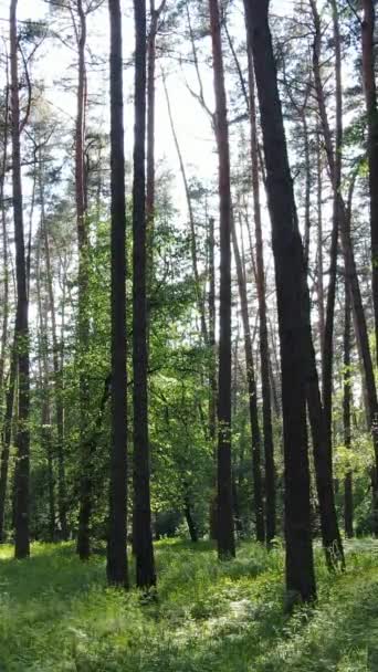 Vídeo vertical de un bosque verde de verano con árboles durante el día, cámara lenta — Vídeos de Stock