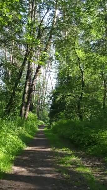 Verticale video van een zomer groen bos met bomen gedurende de dag, slow motion — Stockvideo