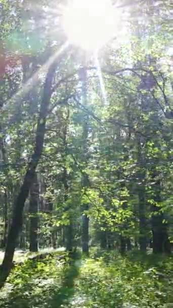 Gündüz vakti ağaçlı yeşil bir ormanın dikey videosu, yavaş çekim — Stok video