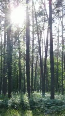 Gündüz vakti ağaçlı yeşil bir ormanın dikey videosu, yavaş çekim