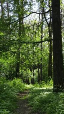 Gündüz vakti ağaçlı yeşil bir ormanın dikey videosu, yavaş çekim