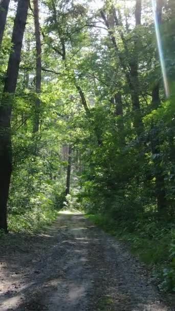 Vídeo vertical de un bosque verde de verano con árboles durante el día, cámara lenta — Vídeo de stock