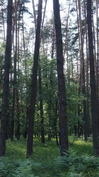 Verticale video van een zomer groen bos met bomen gedurende de dag, slow motion — Stockvideo