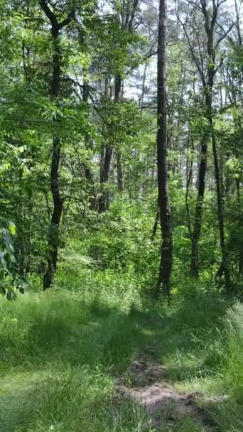 Vídeo vertical de uma floresta verde de verão com árvores durante o dia, câmera lenta — Vídeo de Stock