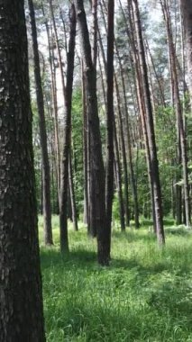 Gündüz vakti ağaçlı yeşil bir ormanın dikey videosu, yavaş çekim