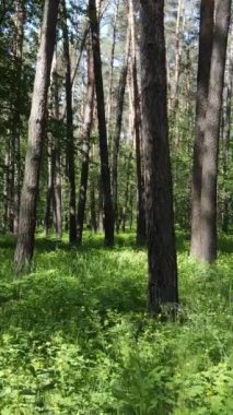 Gündüz vakti ağaçlı yeşil bir ormanın dikey videosu, yavaş çekim