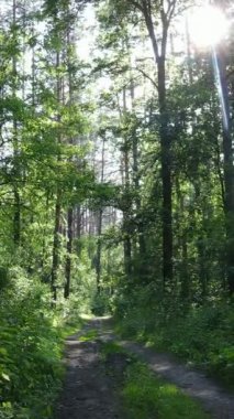 Gündüz vakti ağaçlı yeşil bir ormanın dikey videosu, yavaş çekim