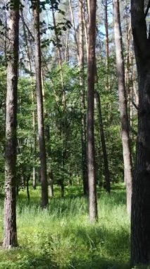 Gündüz vakti ağaçlı yeşil bir ormanın dikey videosu, yavaş çekim