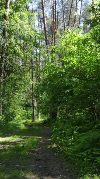 Függőleges videó egy nyári zöld erdő fák a nap folyamán, lassított felvétel — Stock videók