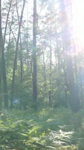 Vídeo vertical de uma floresta verde de verão com árvores durante o dia, câmera lenta — Vídeo de Stock