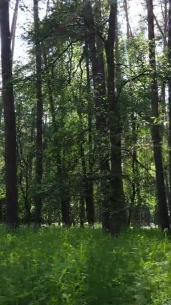 Vídeo vertical de uma floresta verde de verão com árvores durante o dia, câmera lenta — Vídeo de Stock