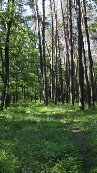 Вертикальне відео літнього зеленого лісу з деревами протягом дня, повільний рух — стокове відео