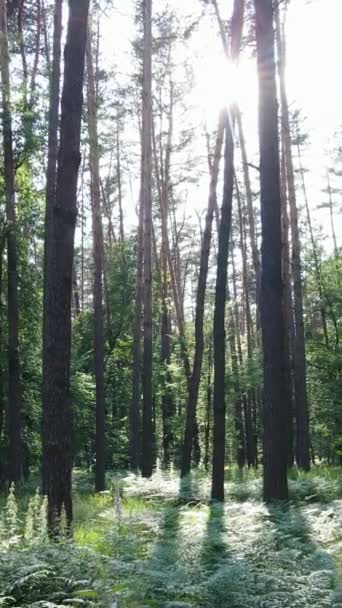 Vertikální video letního zeleného lesa se stromy během dne, zpomalený pohyb — Stock video