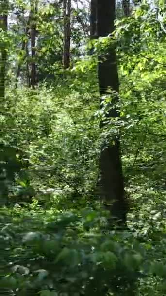 Vídeo vertical de uma floresta verde de verão com árvores durante o dia, câmera lenta — Vídeo de Stock