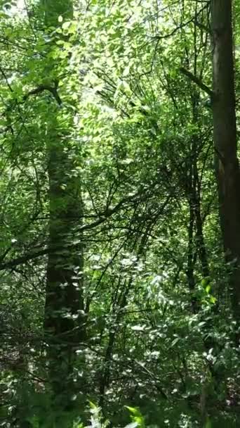Vidéo verticale d'une forêt verte d'été avec des arbres pendant la journée, au ralenti — Video