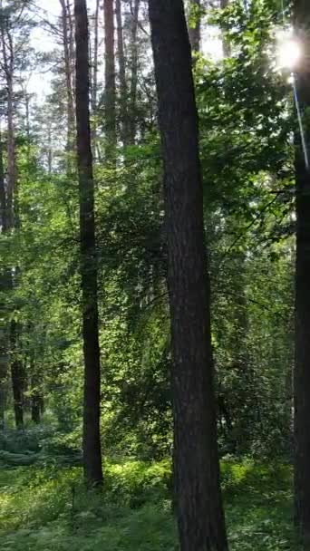 Vertikal video av en sommar grön skog med träd under dagen, slow motion — Stockvideo