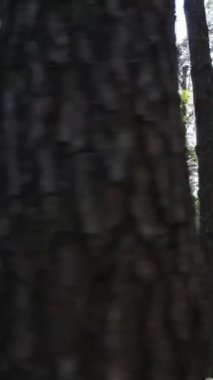 Gündüz vakti ağaçlı yeşil bir ormanın dikey videosu, yavaş çekim
