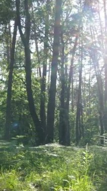 Gündüz vakti ağaçlı yeşil bir ormanın dikey videosu, yavaş çekim