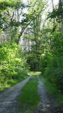 Gündüz vakti ağaçlı yeşil bir ormanın dikey videosu, yavaş çekim