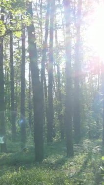 Gündüz vakti ağaçlı yeşil bir ormanın dikey videosu, yavaş çekim