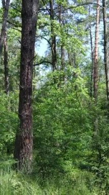 Gündüz vakti ağaçlı yeşil bir ormanın dikey videosu, yavaş çekim