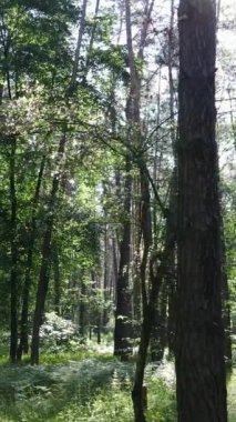 Gündüz vakti ağaçlı yeşil bir ormanın dikey videosu, yavaş çekim