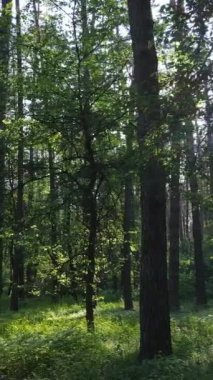 Gündüz vakti ağaçlı yeşil bir ormanın dikey videosu, yavaş çekim