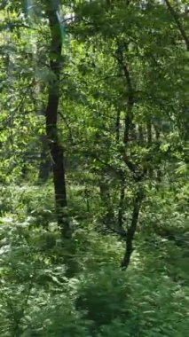 Gündüz vakti ağaçlı yeşil bir ormanın dikey videosu, yavaş çekim