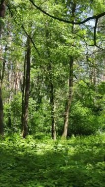 Gündüz vakti ağaçlı yeşil bir ormanın dikey videosu, yavaş çekim