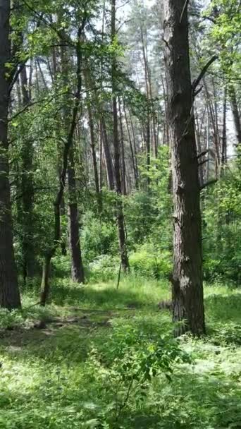 Vídeo vertical de un bosque verde de verano con árboles durante el día, cámara lenta — Vídeo de stock