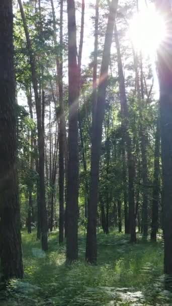 Vídeo vertical de uma floresta verde de verão com árvores durante o dia, câmera lenta — Vídeo de Stock