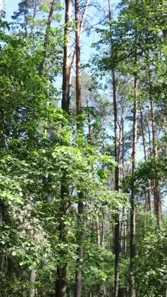 Vidéo verticale d'une forêt verte d'été avec des arbres pendant la journée, au ralenti — Video