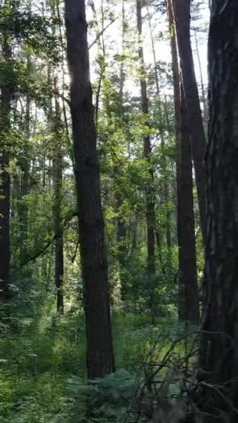 Verticale video van een zomer groen bos met bomen gedurende de dag, slow motion — Stockvideo