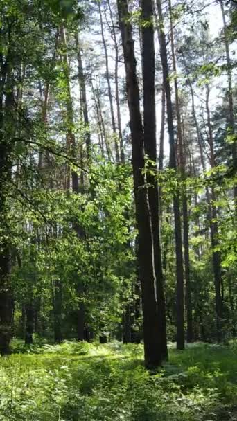 一个夏季绿林的垂直录像，白天有树，动作缓慢 — 图库视频影像