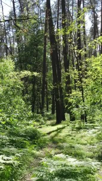 Vídeo vertical de un bosque verde de verano con árboles durante el día, cámara lenta — Vídeos de Stock