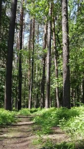 Vídeo vertical de un bosque verde de verano con árboles durante el día, cámara lenta — Vídeo de stock