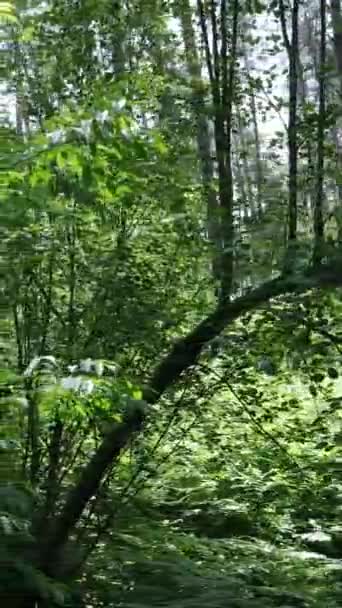 Vídeo vertical de un bosque verde de verano con árboles durante el día, cámara lenta — Vídeo de stock