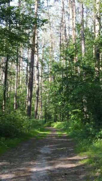 Vídeo vertical de un bosque verde de verano con árboles durante el día, cámara lenta — Vídeo de stock