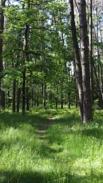 Video vertikal dari hutan musim panas hijau dengan pohon-pohon di siang hari, gerakan lambat — Stok Video