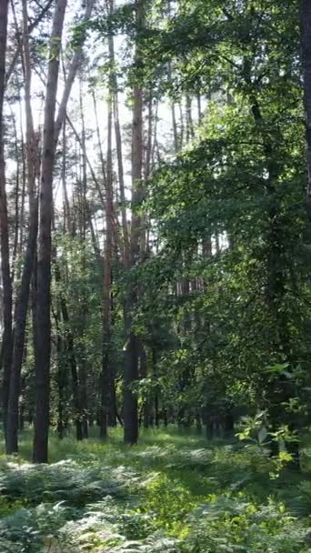 Verticale video van een zomer groen bos met bomen gedurende de dag, slow motion — Stockvideo