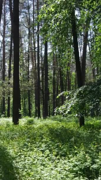 Vertikal video av en sommar grön skog med träd under dagen, slow motion — Stockvideo