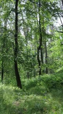 Gündüz vakti ağaçlı yeşil bir ormanın dikey videosu, yavaş çekim