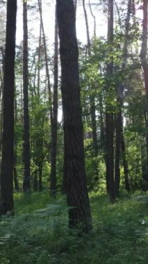 Gündüz vakti ağaçlı yeşil bir ormanın dikey videosu, yavaş çekim