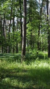Gündüz vakti ağaçlı yeşil bir ormanın dikey videosu, yavaş çekim