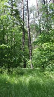 Gündüz vakti ağaçlı yeşil bir ormanın dikey videosu, yavaş çekim